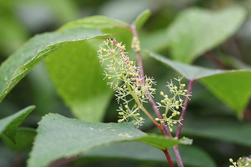 Vitis betulifolia