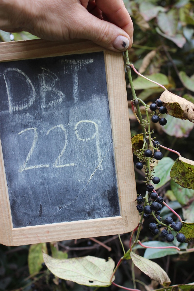 Vitis betulifolia photo 2