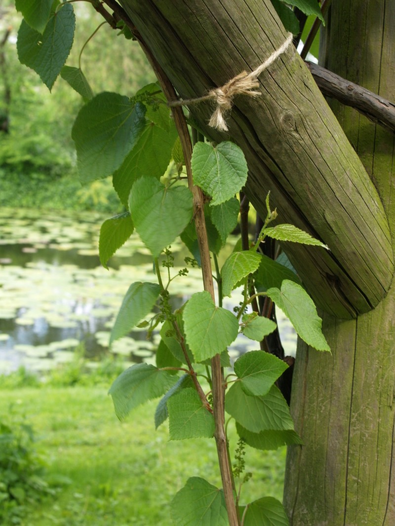 Vitis betulifolia photo 3