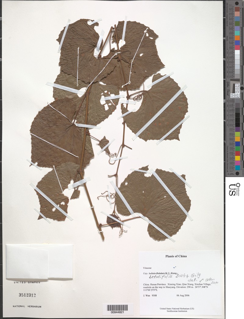 Vitis betulifolia photo 4