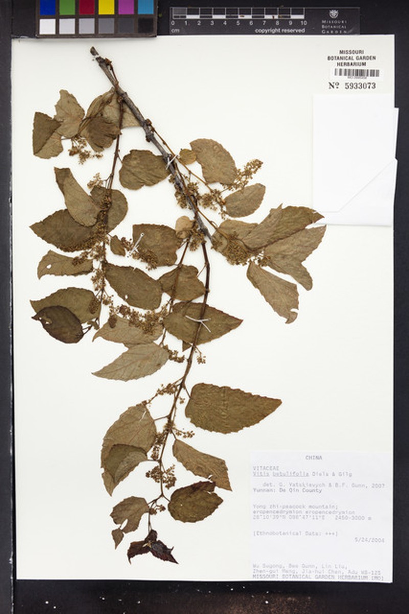 Vitis betulifolia photo 5