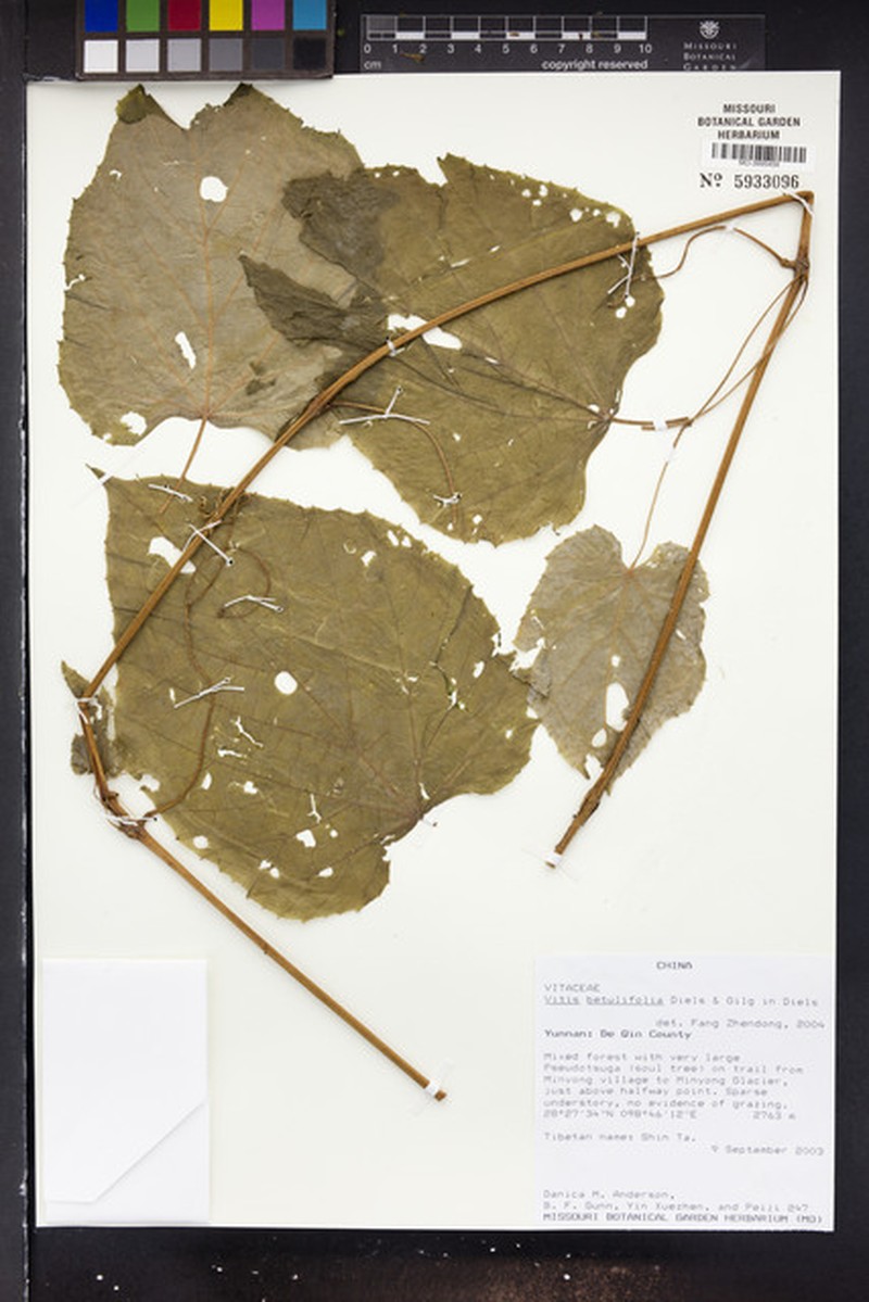 Vitis betulifolia photo 6