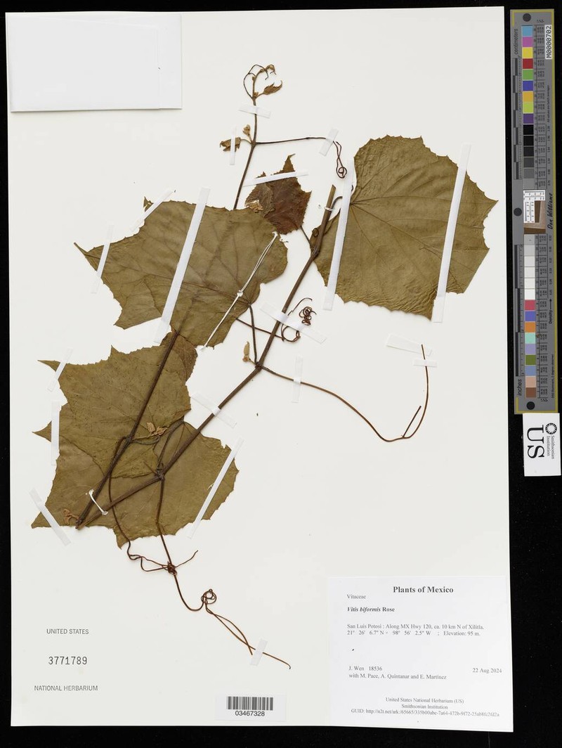 Vitis biformis