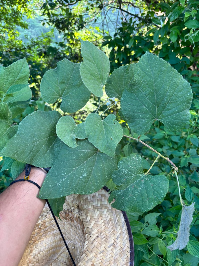 Vitis blancoi