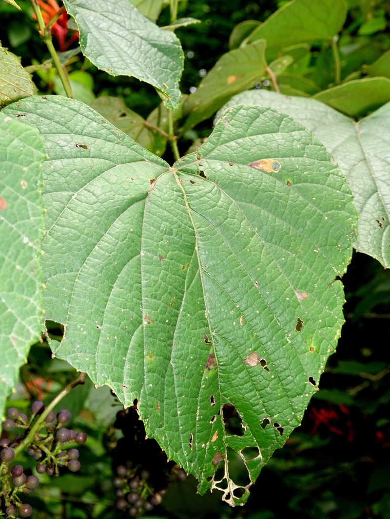 Vitis blancoi photo 2