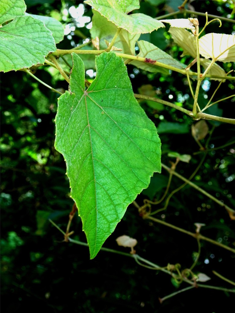 Vitis blancoi photo 3