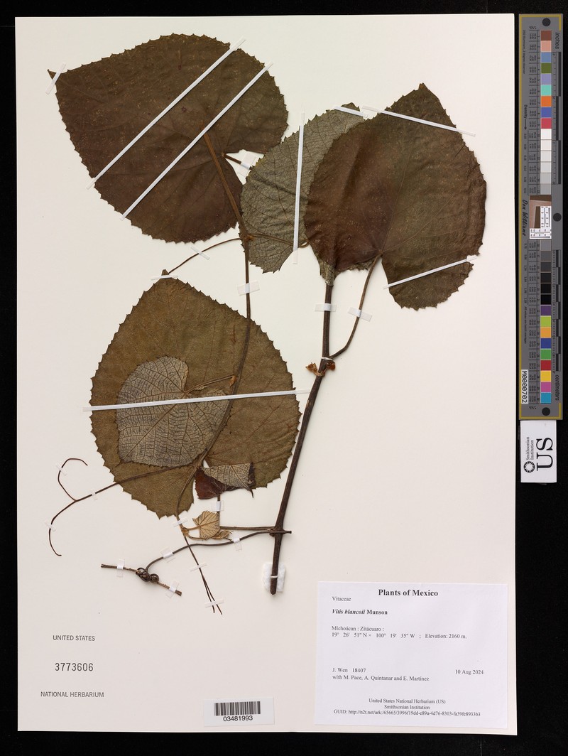 Vitis blancoi photo 4