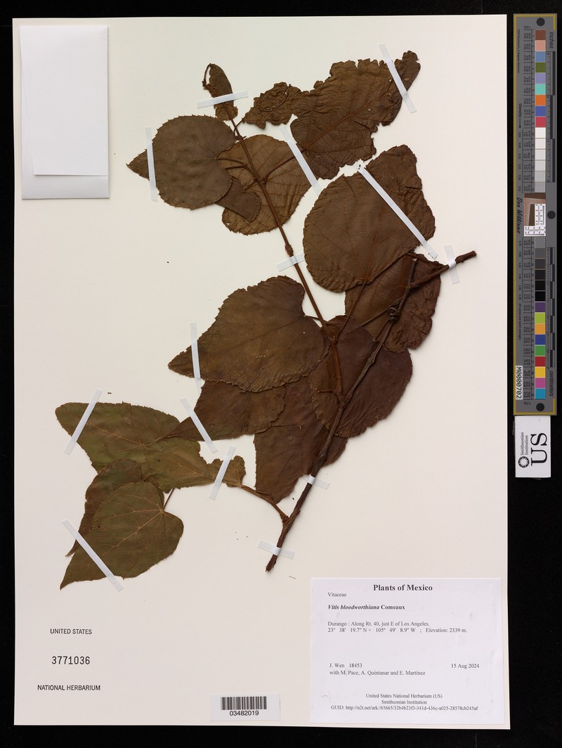 Vitis bloodworthiana photo 2