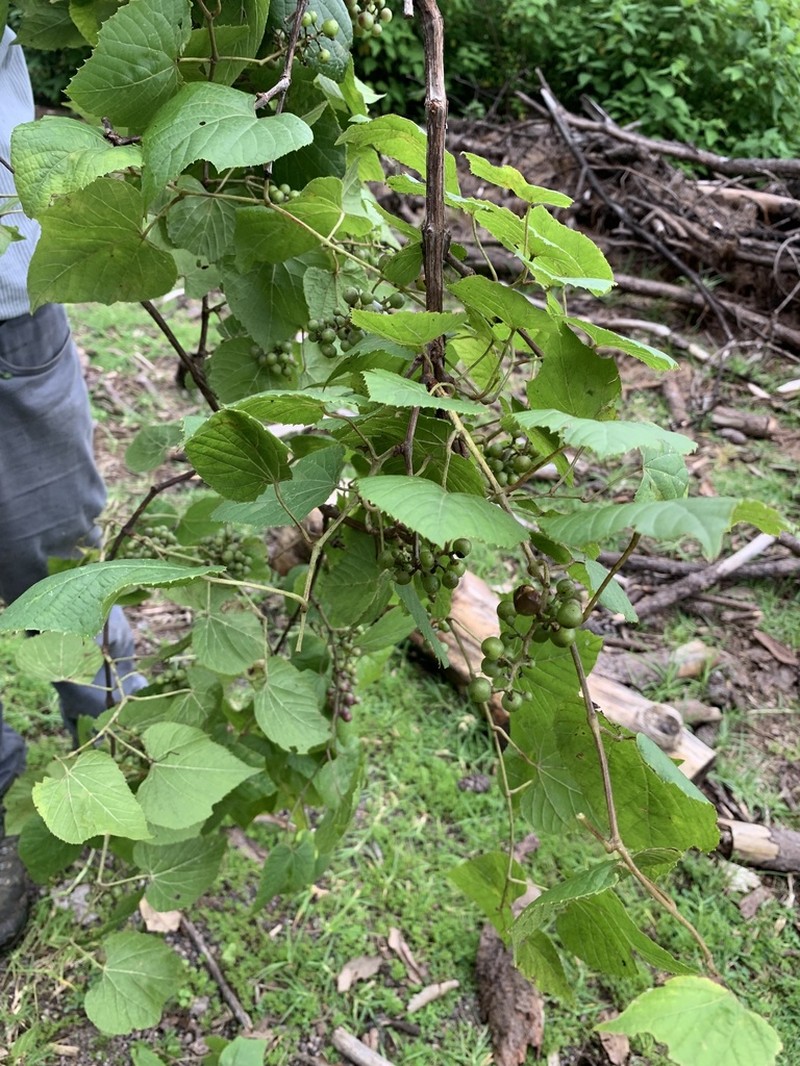Vitis bloodworthiana