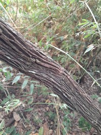 Vitis bourgaeana