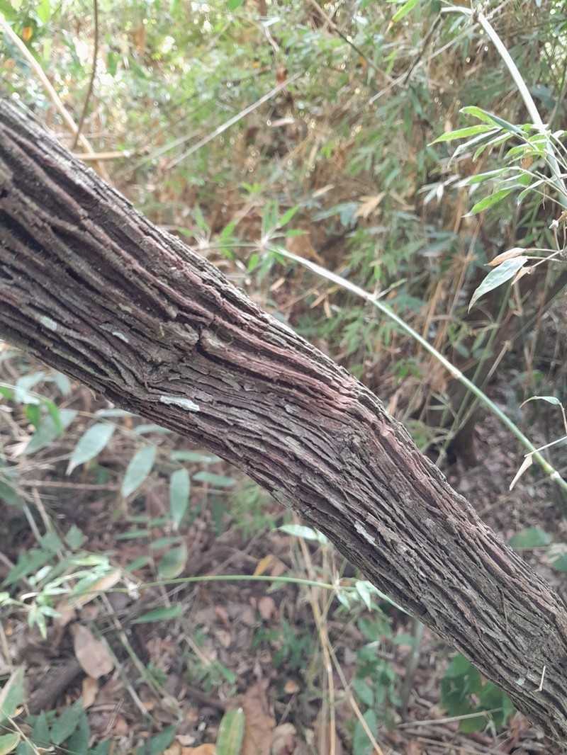 Vitis bourgaeana