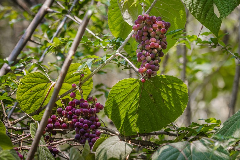 Vitis bourgaeana photo 2