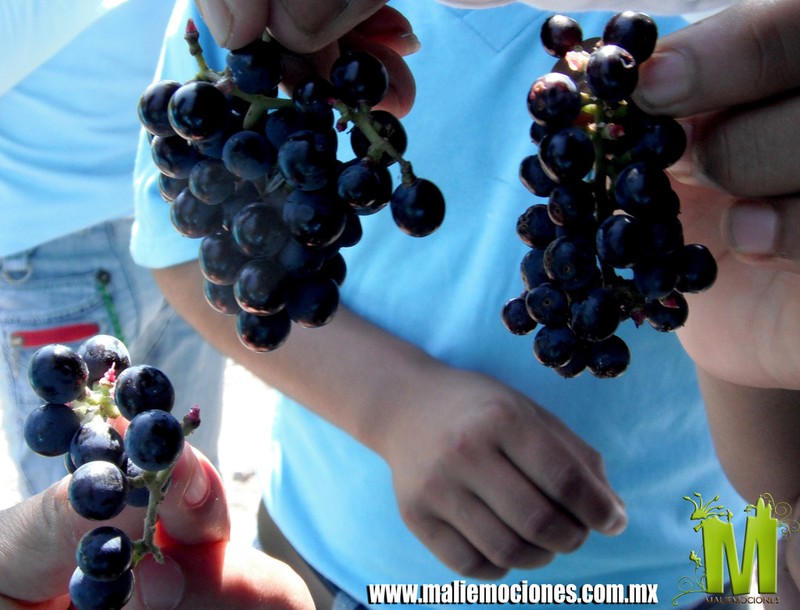 Vitis bourgaeana photo 3