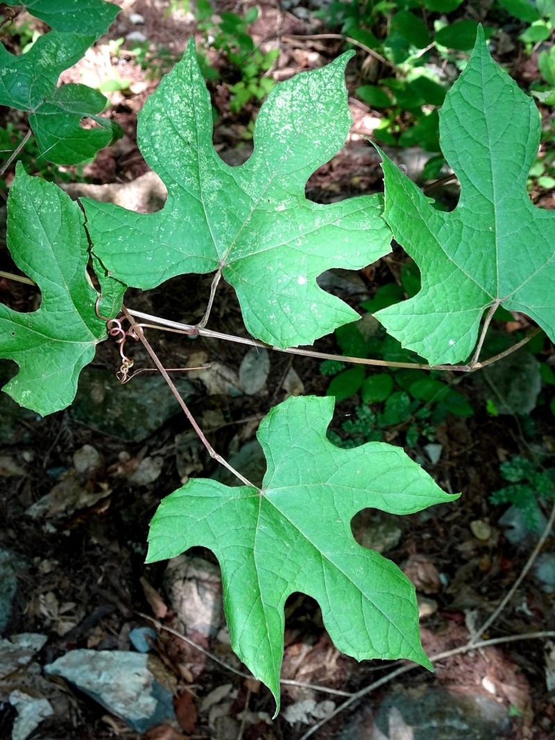 Vitis bourgaeana photo 4