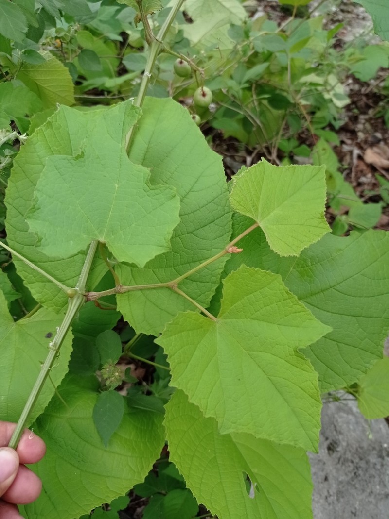 Vitis bourgaeana photo 5