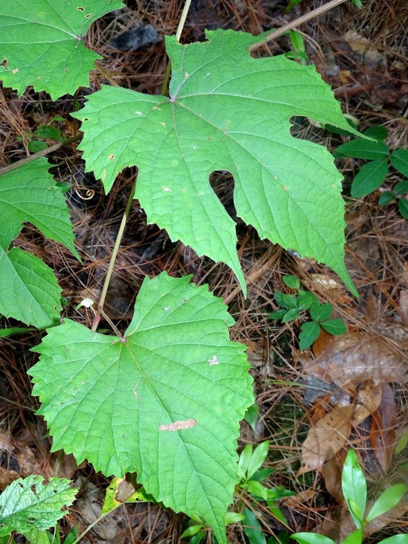Vitis bourgaeana photo 6