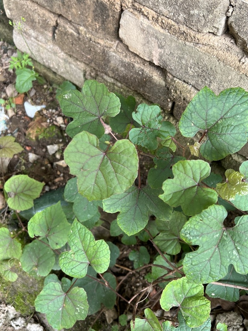 Vitis bryoniifolia