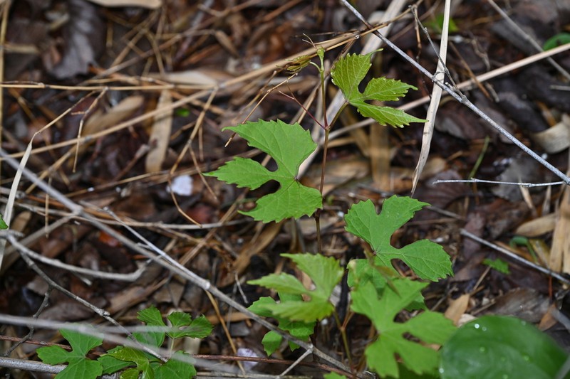 Vitis bryoniifolia photo 2
