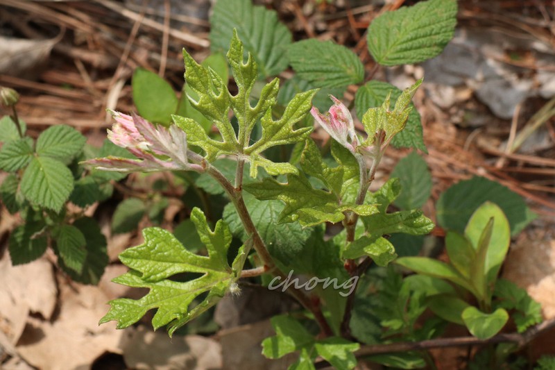 Vitis bryoniifolia photo 3