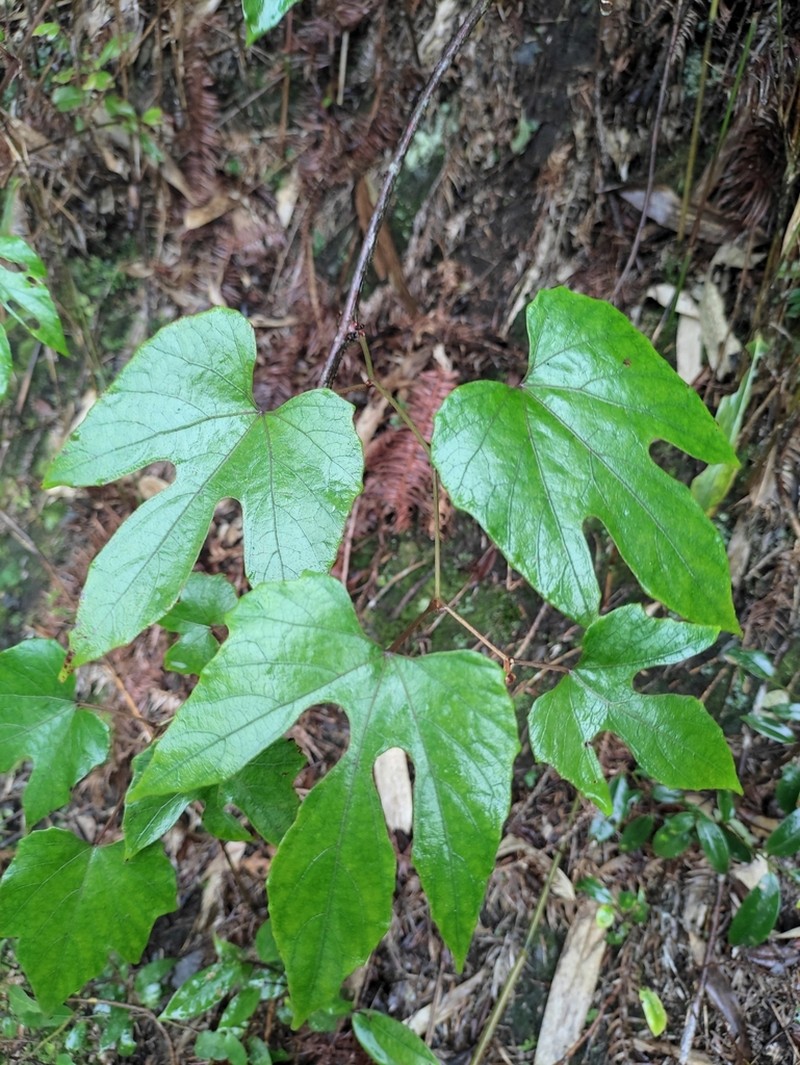 Vitis bryoniifolia photo 4