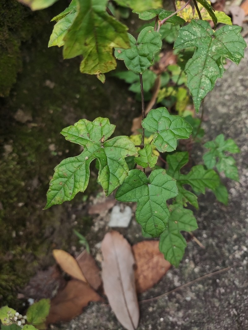 Vitis bryoniifolia photo 5