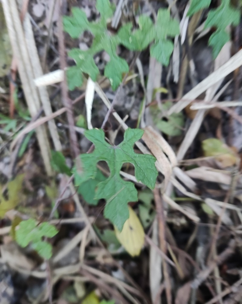 Vitis bryoniifolia photo 6