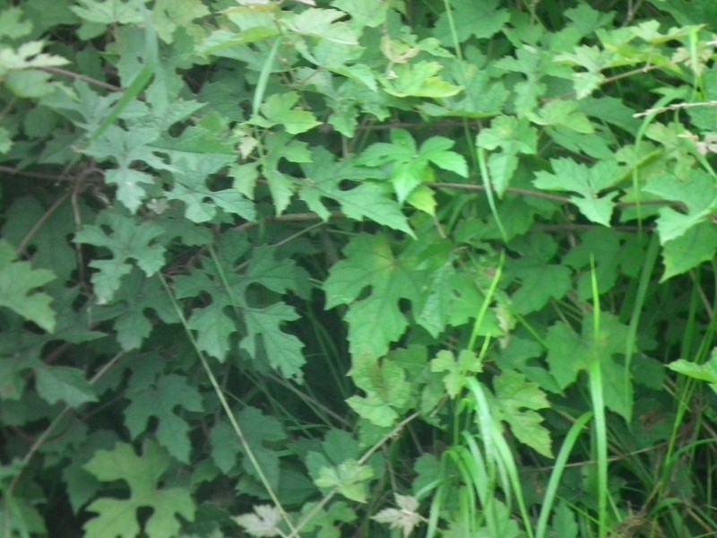 Vitis bryoniifolia photo 8