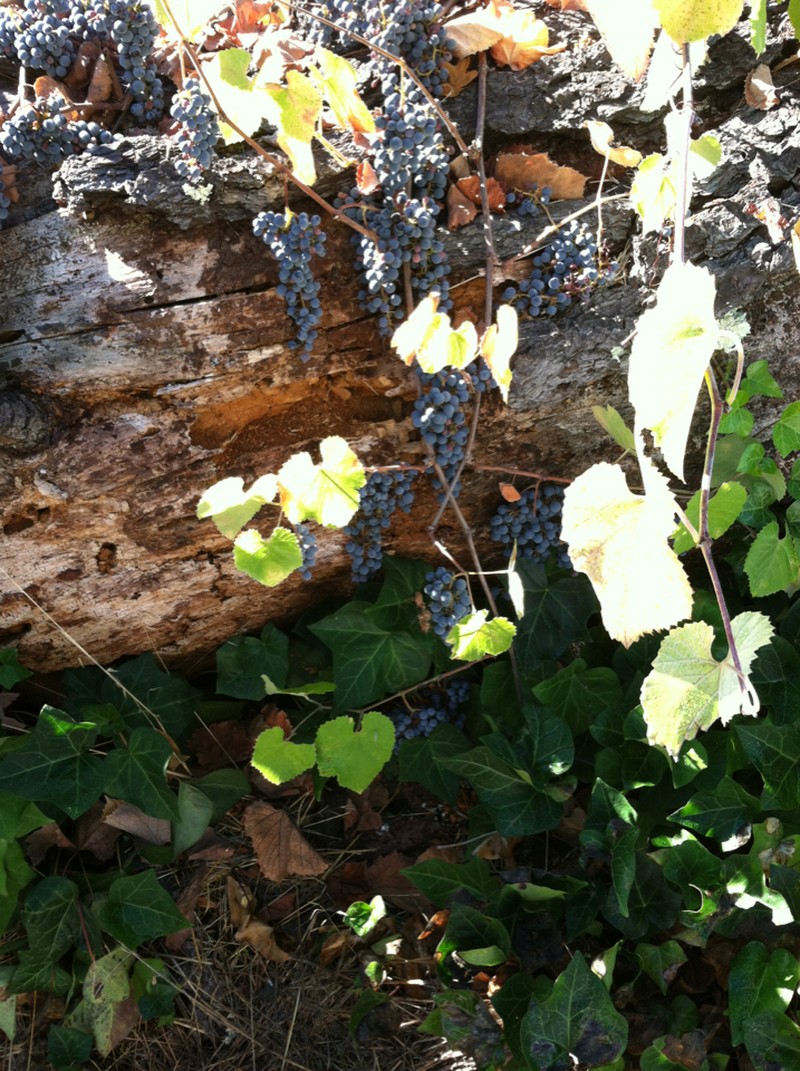 California Wild Grape photo 4