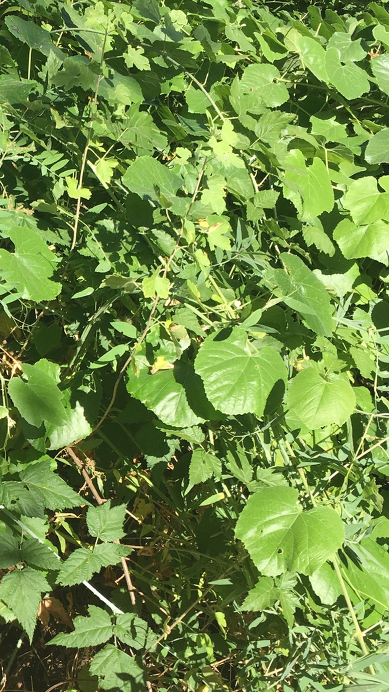 California Wild Grape photo 5
