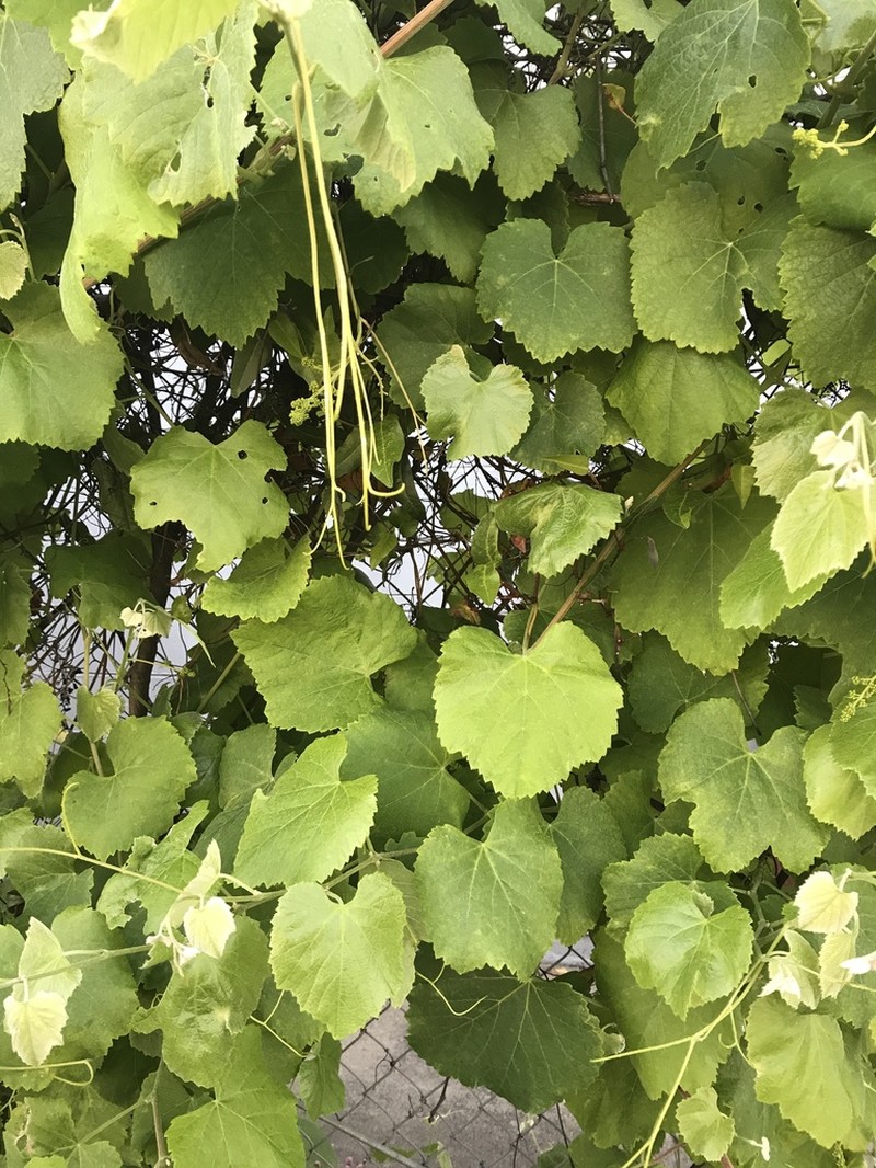 California Wild Grape photo 6