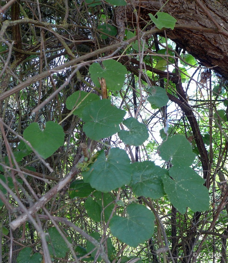 California Wild Grape photo 7
