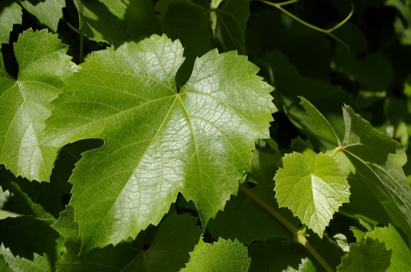 California Wild Grape photo 6