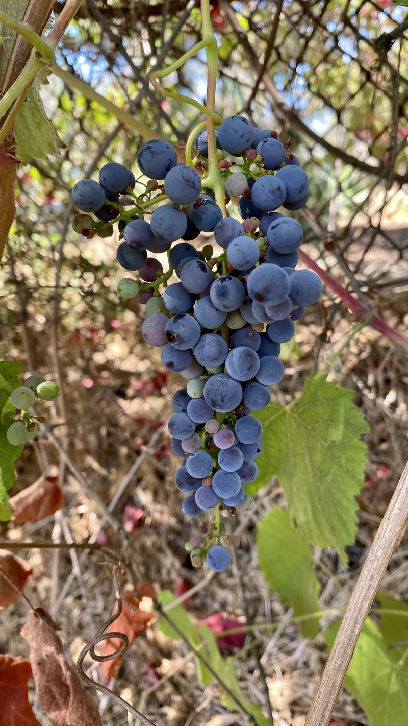 California Wild Grape photo 3