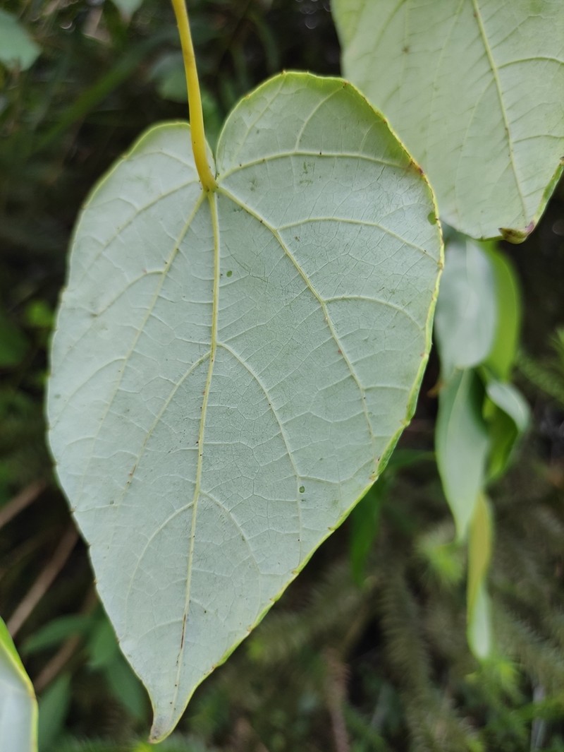 Vitis chunganensis