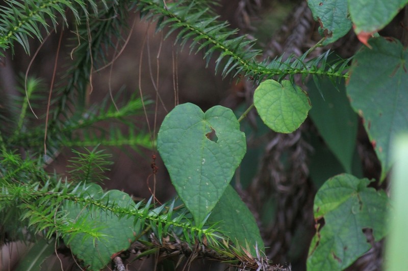 Vitis chunganensis photo 2