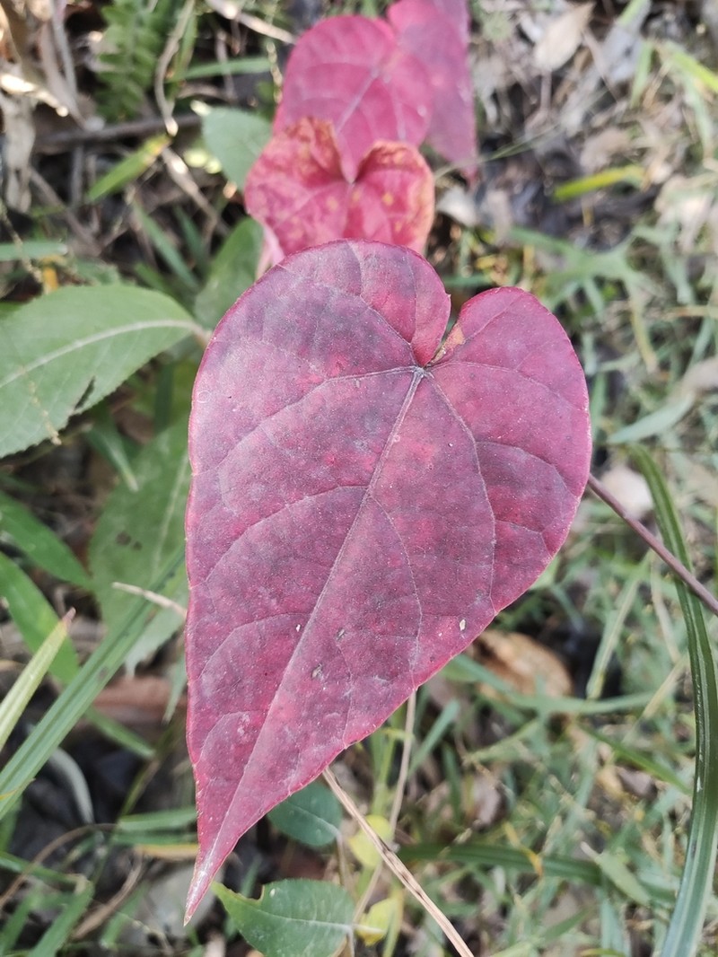 Vitis chunganensis photo 3