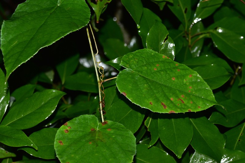 Vitis chunganensis photo 4