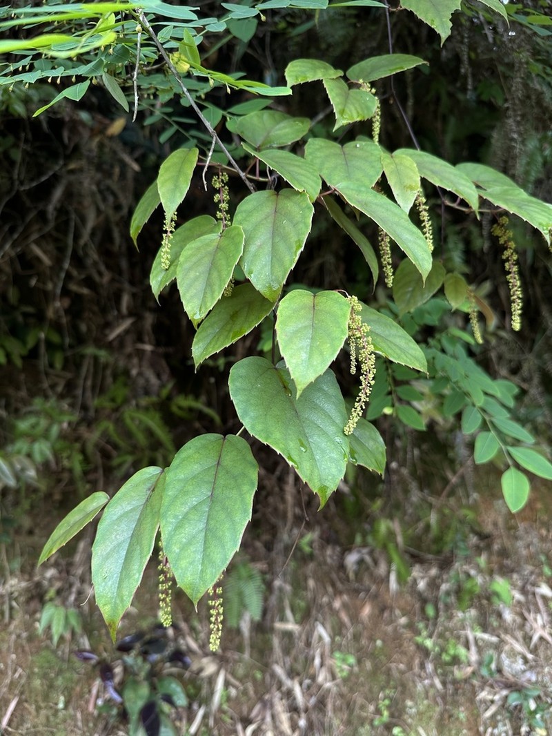 Vitis chunganensis photo 5
