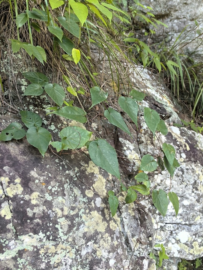 Vitis chunganensis photo 6
