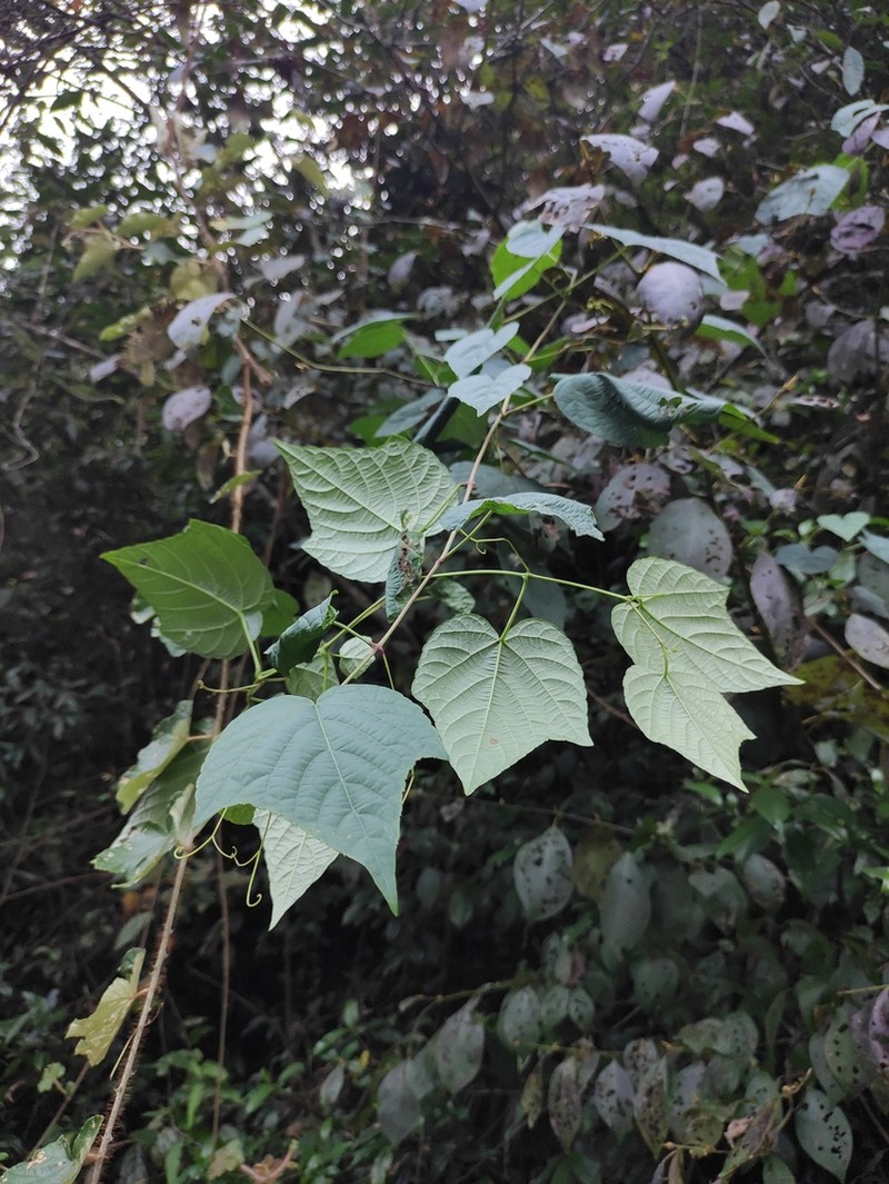 Vitis chunganensis photo 7