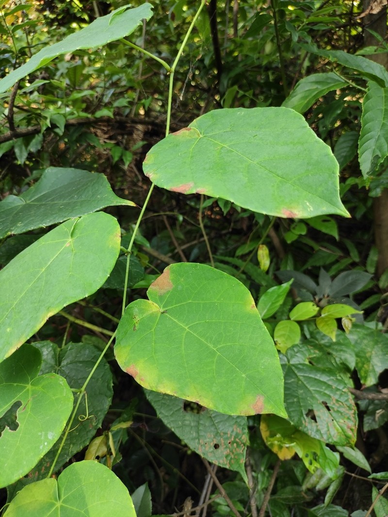 Vitis chunganensis photo 8