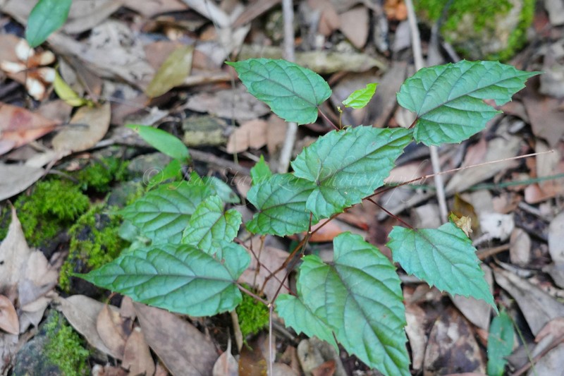 Vitis chungii photo 2