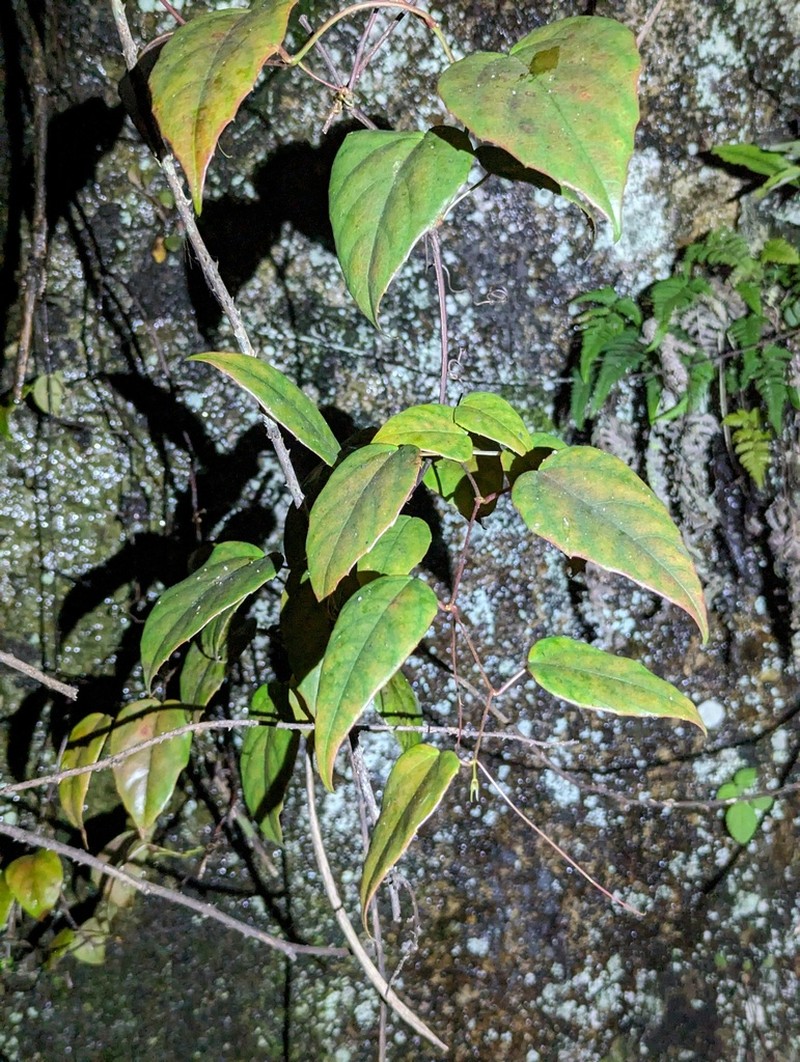 Vitis chungii photo 3