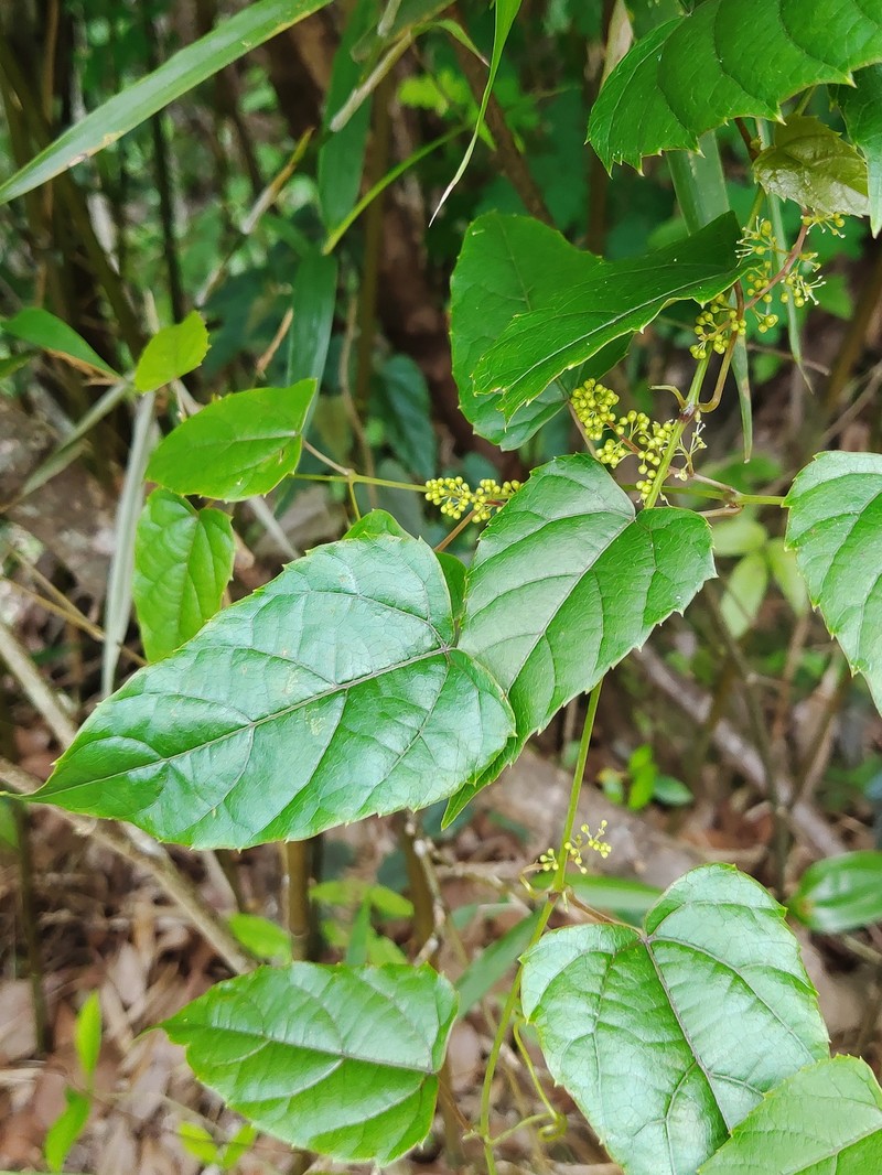 Vitis chungii photo 5