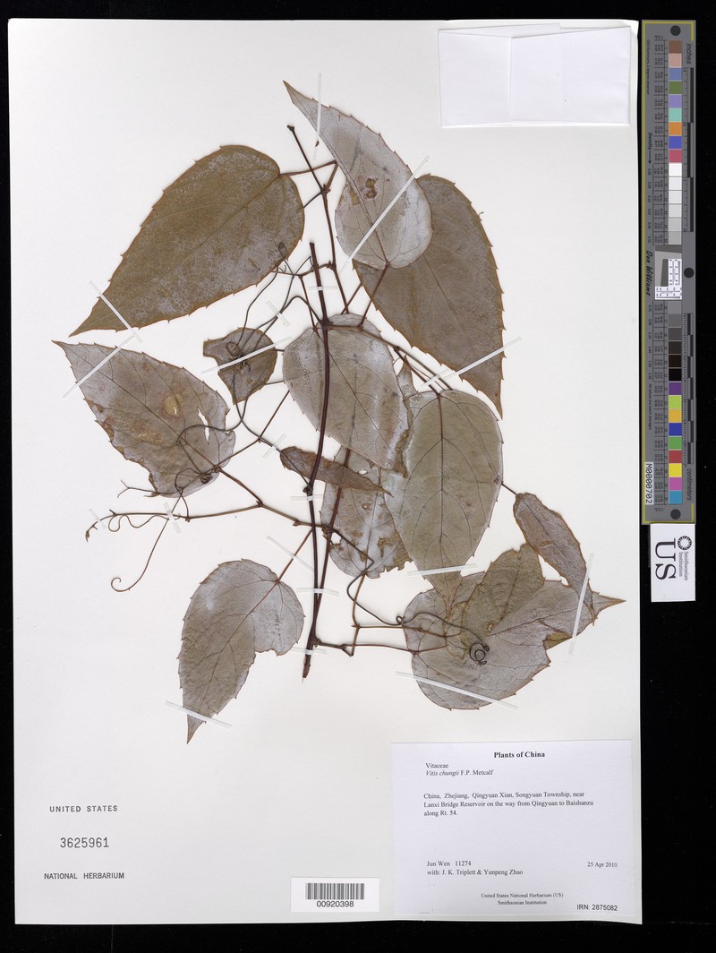 Vitis chungii photo 6