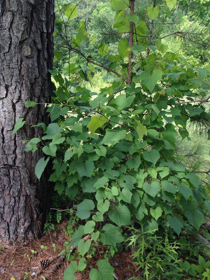 Graybark Grape photo 2