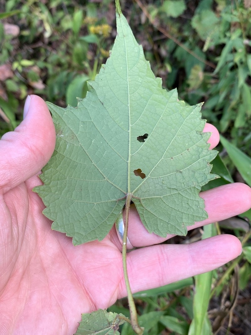 Graybark Grape photo 3