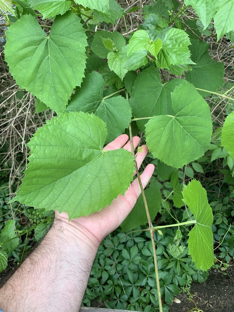 Graybark Grape photo 4