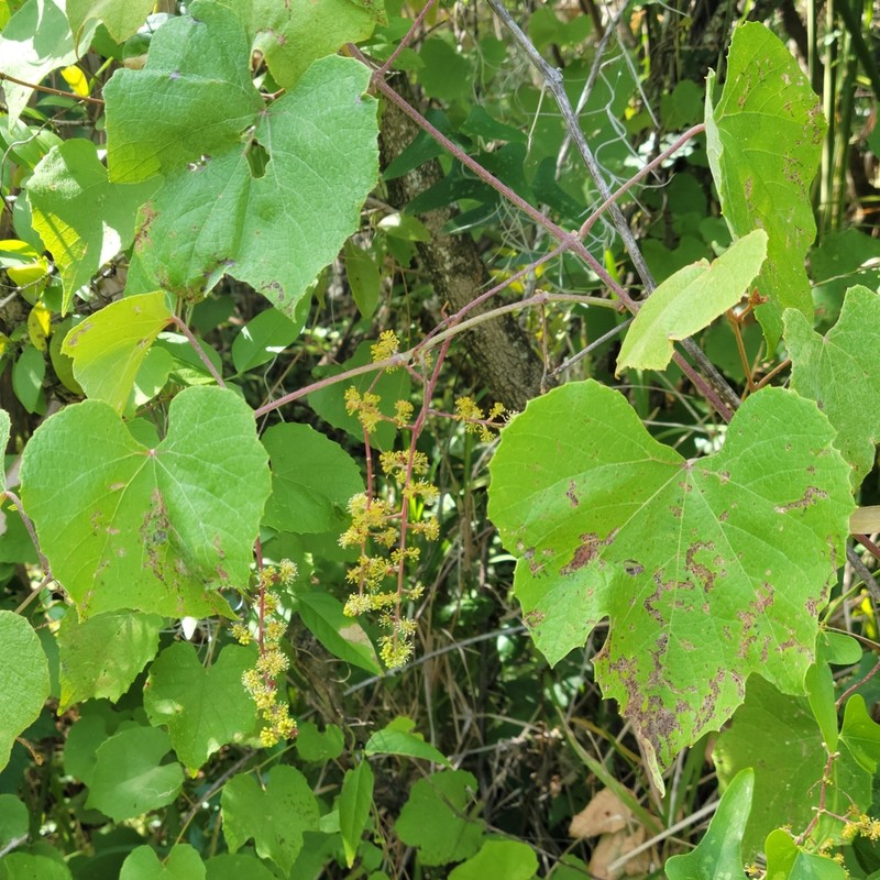 Graybark Grape photo 5