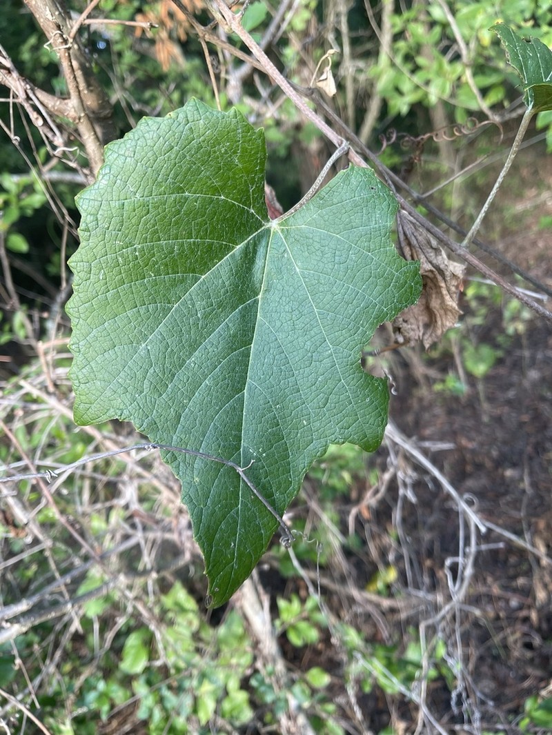 Graybark Grape photo 6